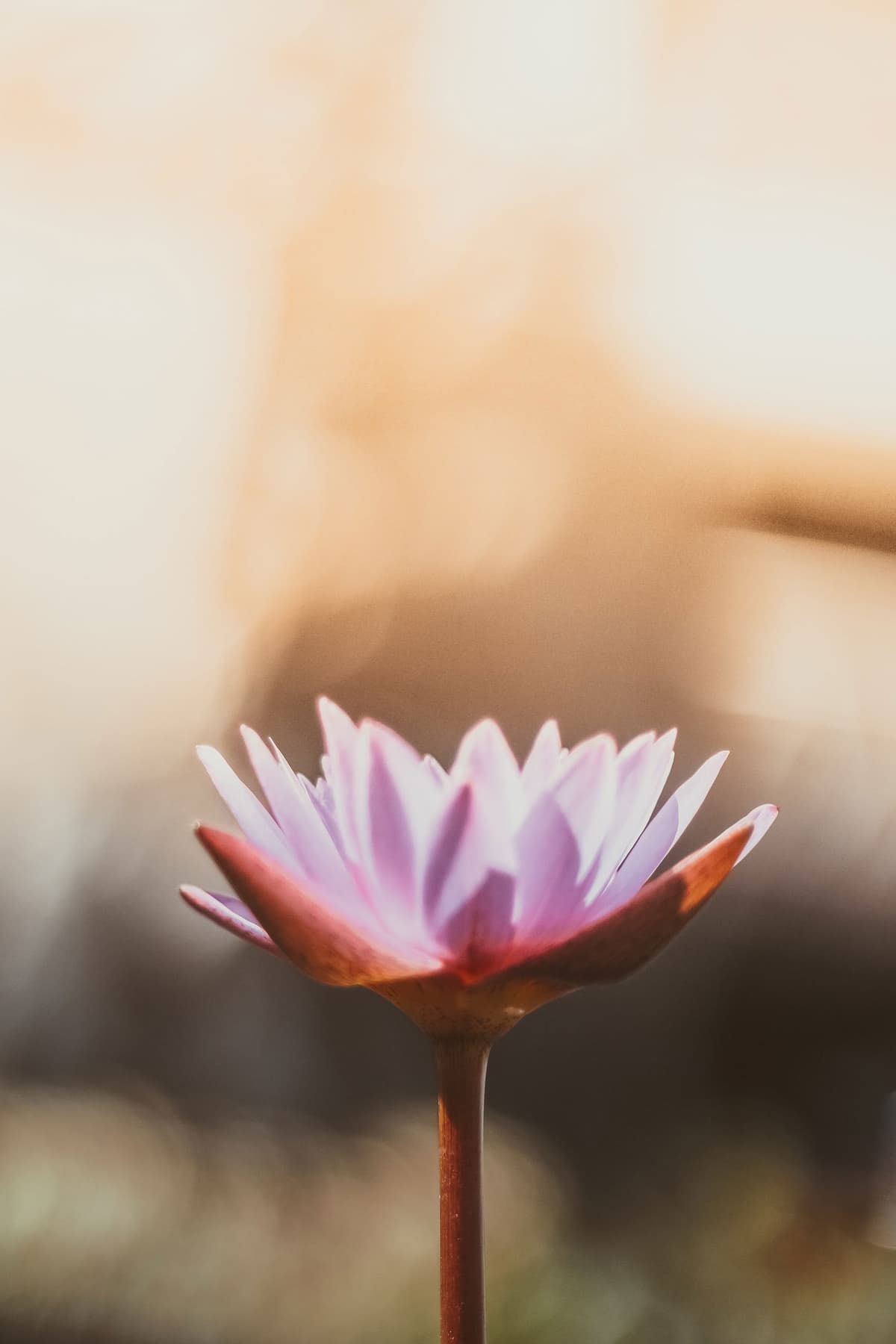 Lotus meditation